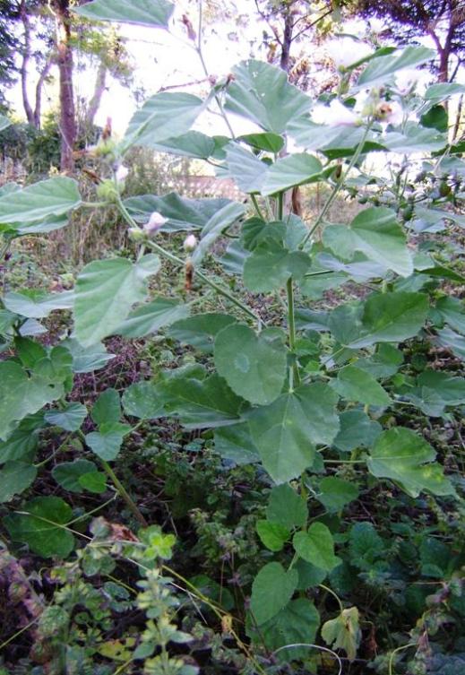 Althaea officinalis